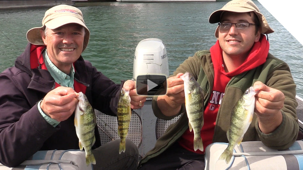 Non-Stop Perch Catching Action with Cut Bait Strips