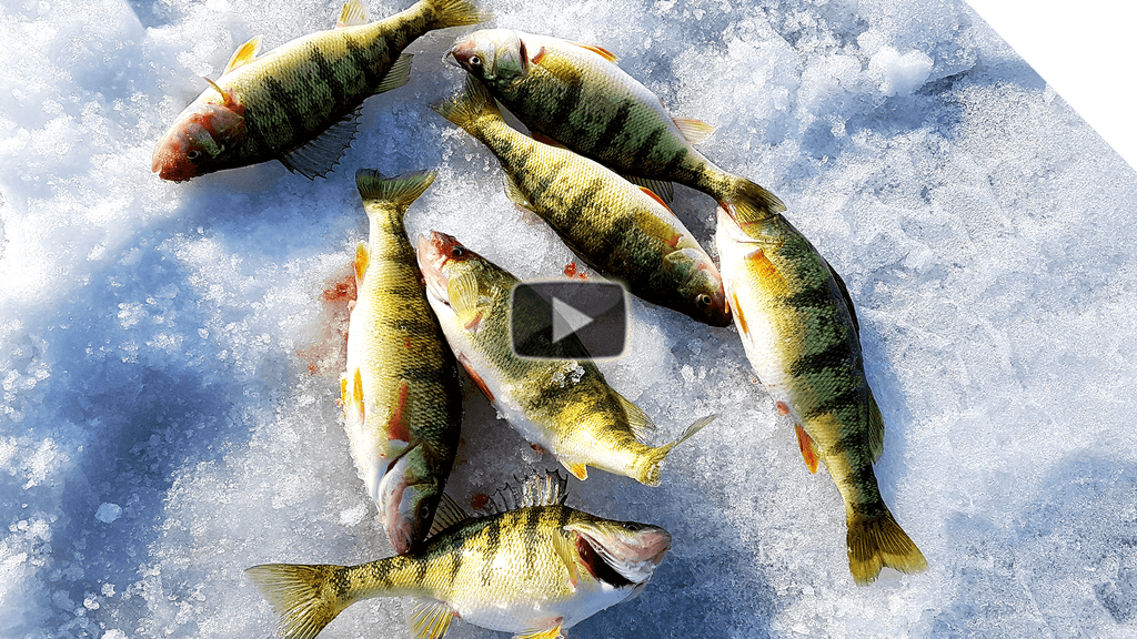 Ice Fishing Lake Erie Perch & Rod Tips