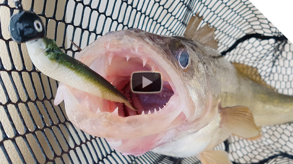 How to Catch Cold Water Walleye - Flexi Jigging