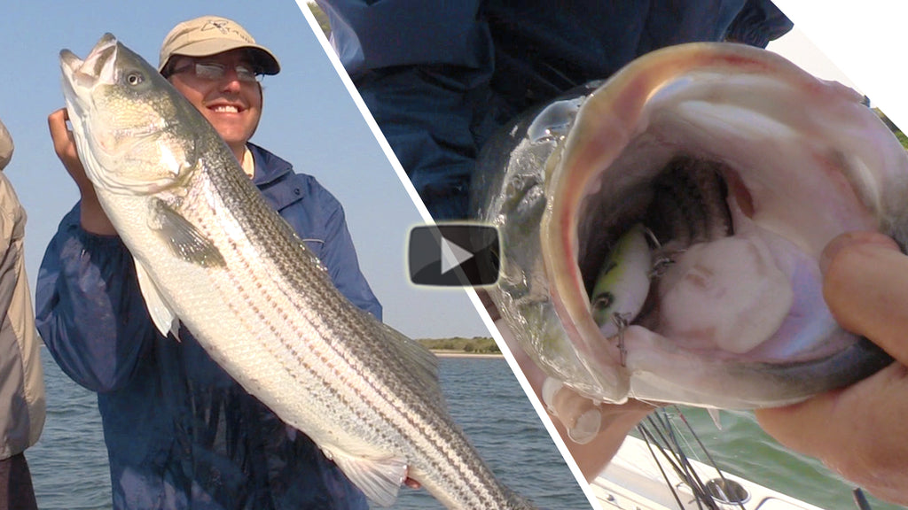 Top Water Explosion Special! Hot Striper Action on the new Mojo Macky
