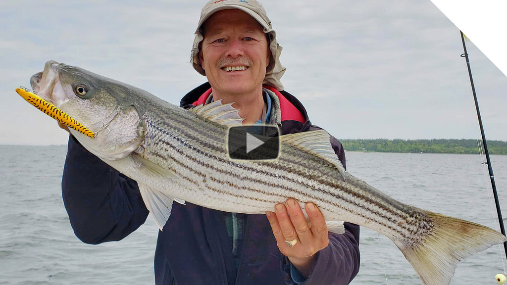 Top Water Striper Action, Action, and more Action!!