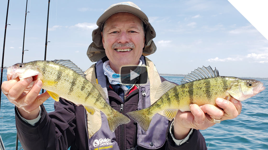 Perch Fishing with Live Minnows
