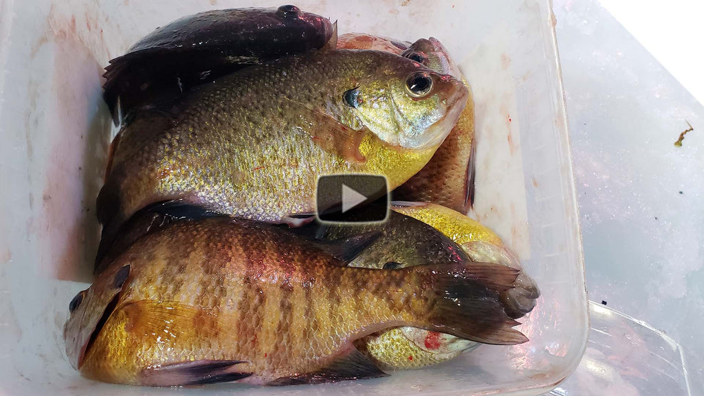 Ice Fishing for Sunfish Bluegill and Pumpkinseed