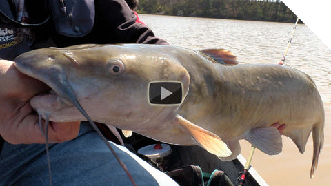 Catching channel catfish using bait pocket rigs – Thundermist Lure Company