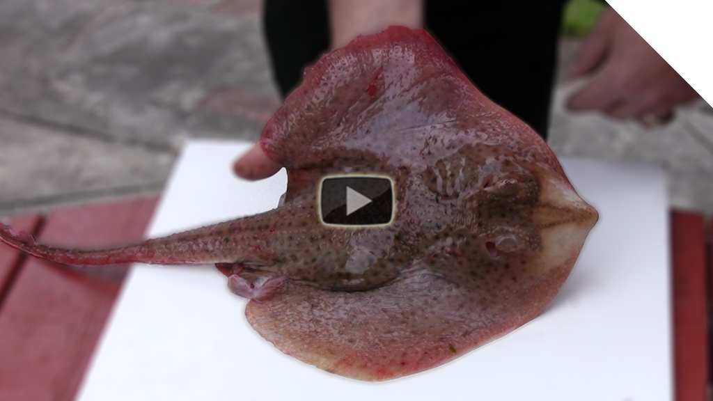How to Fillet a Skate or Ray (Skate Wings)