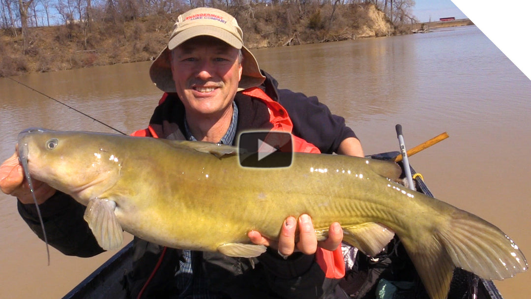 Huge Spring Channel Catfish on Cut Bait