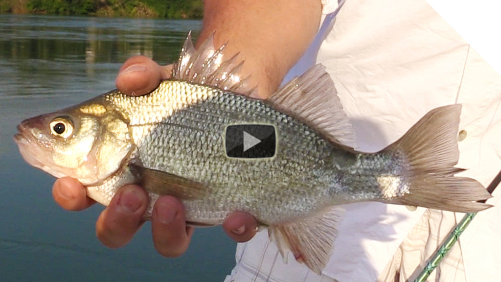 Catching Silver Bass, White Perch, and More - River Fishing with the Stingnose