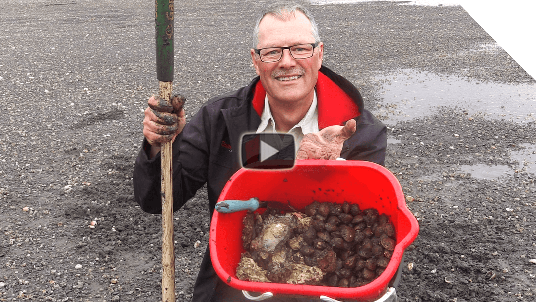 Clamming Tips and Oysters