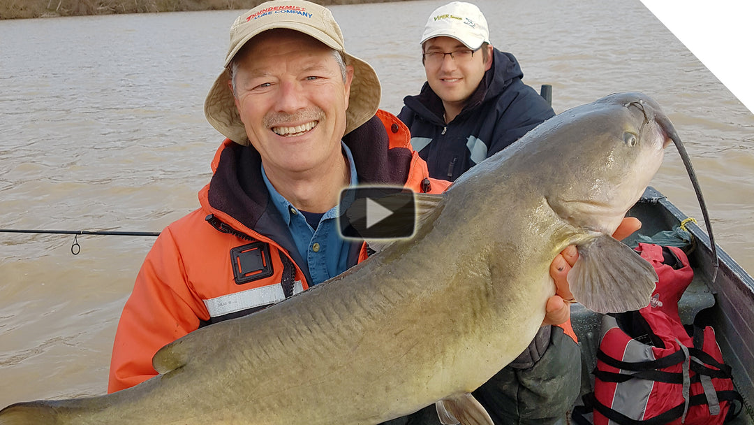 Big Channel Catfish - Springtime Bite on Cut Sucker