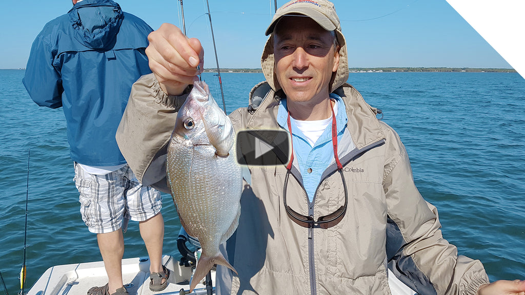 Sea Bass and Scup in Buzzards Bay - Cast and Retrieving Jigging