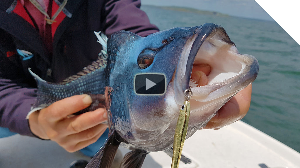 Raw Uncut Fishing - Non-Stop Sea Bass in Buzzards Bay