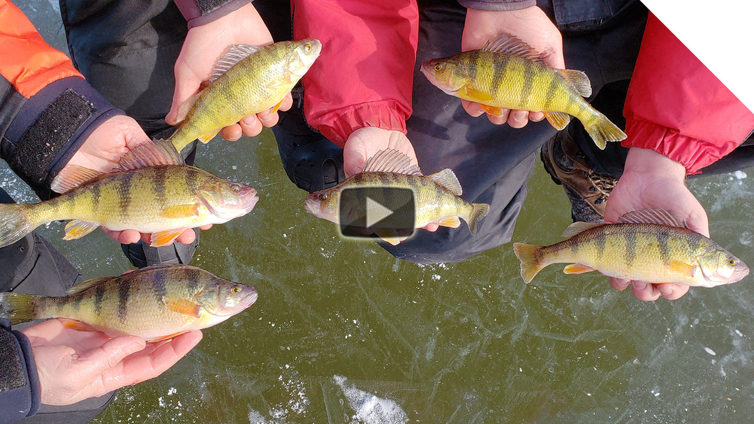 Ice Fishing Perch on the Frozen Irondequoit Bay