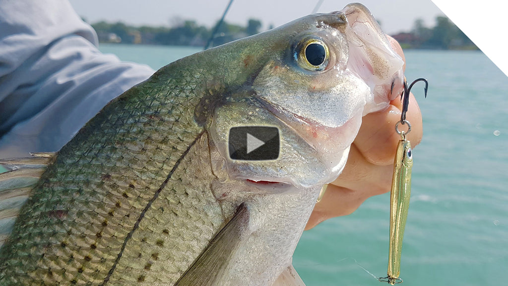 Walleye with Silver Bass Explosion - Jigging the Detroit River