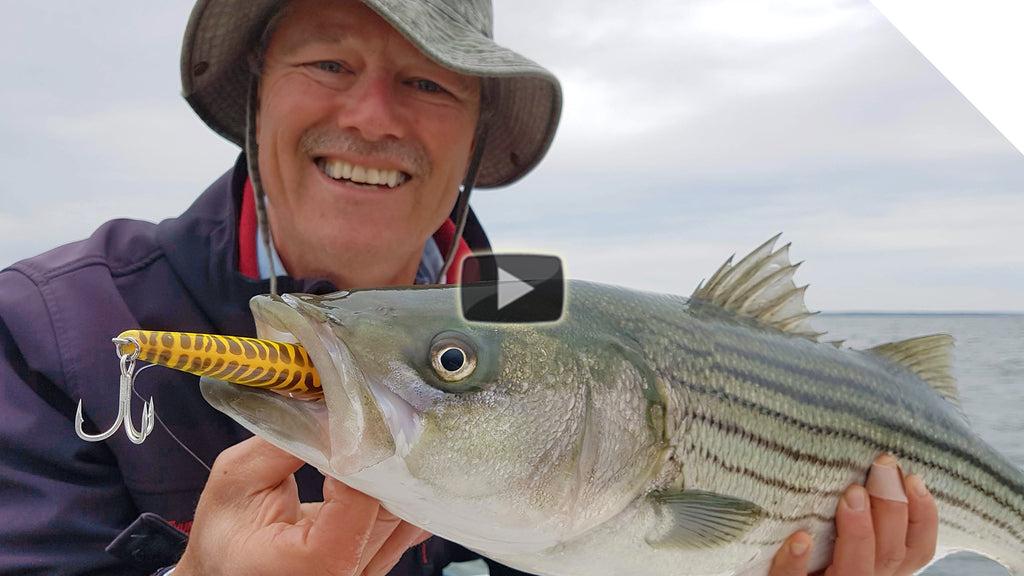 New Fishing Lure! Packed Top-Water Striper Action on the Mojo Macky!