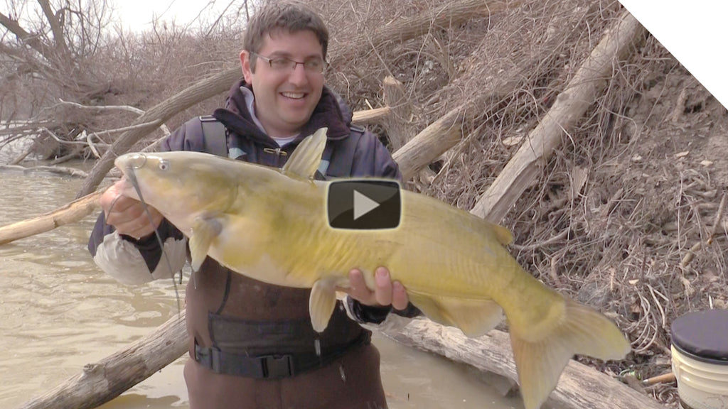 Big Channel Catfish from Shore | Boatless Angler