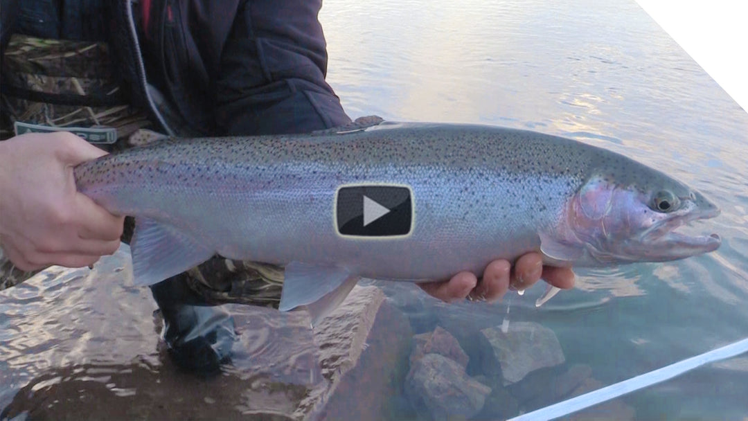 Steelhead & Beads on the Shoreline Bounce | Boatless Angler