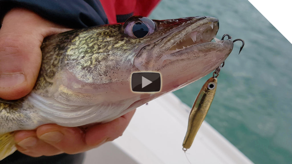 How to catch walleye with jigging spoons
