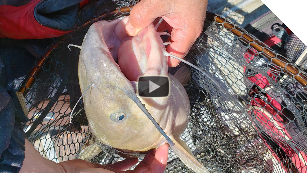 Channel Catfish, Cut Bait Tactics