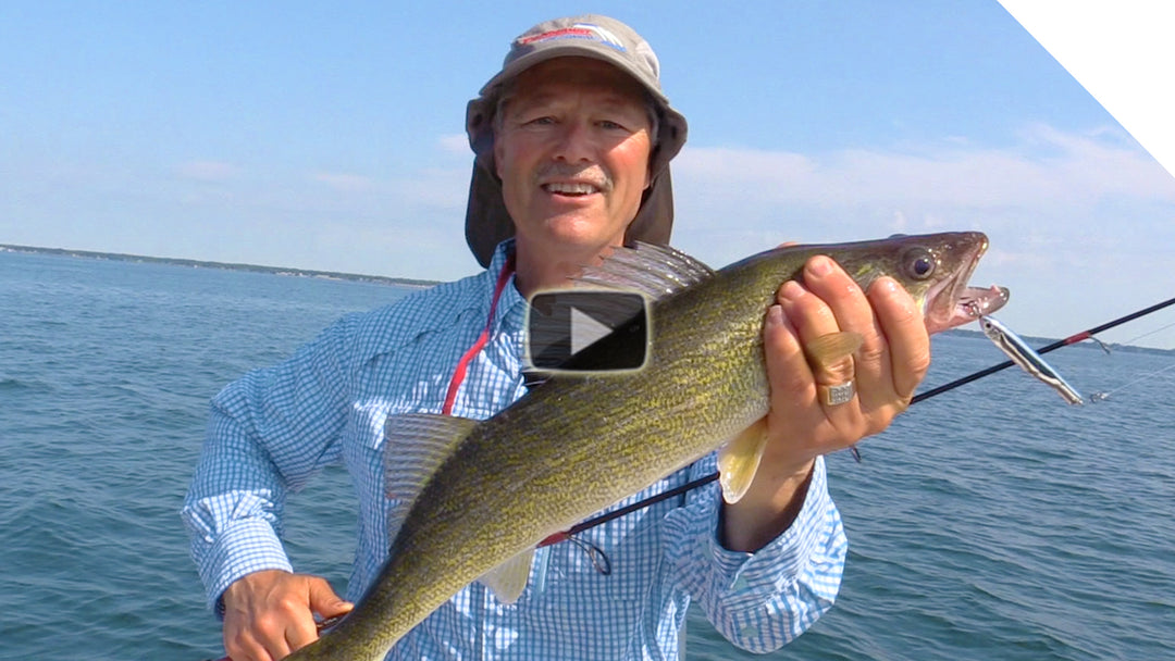 Walleye that got "stung"