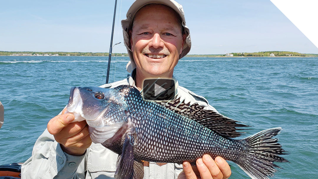 Buzzards Bay Sea Bass