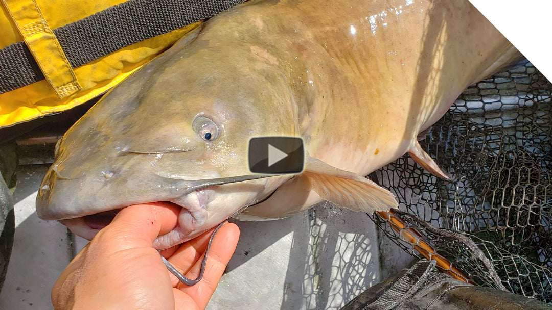 How to catch channel catfish using cut bait with NO line tangles!