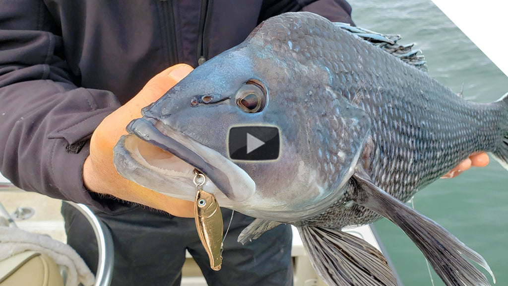 Crazy sea bass action from this new lure... Wait for it
