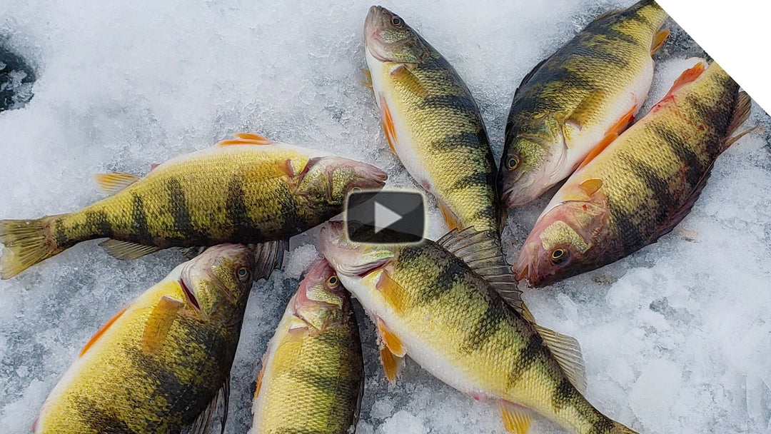 Ice Fishing for Perch on Sodus Bay, NY