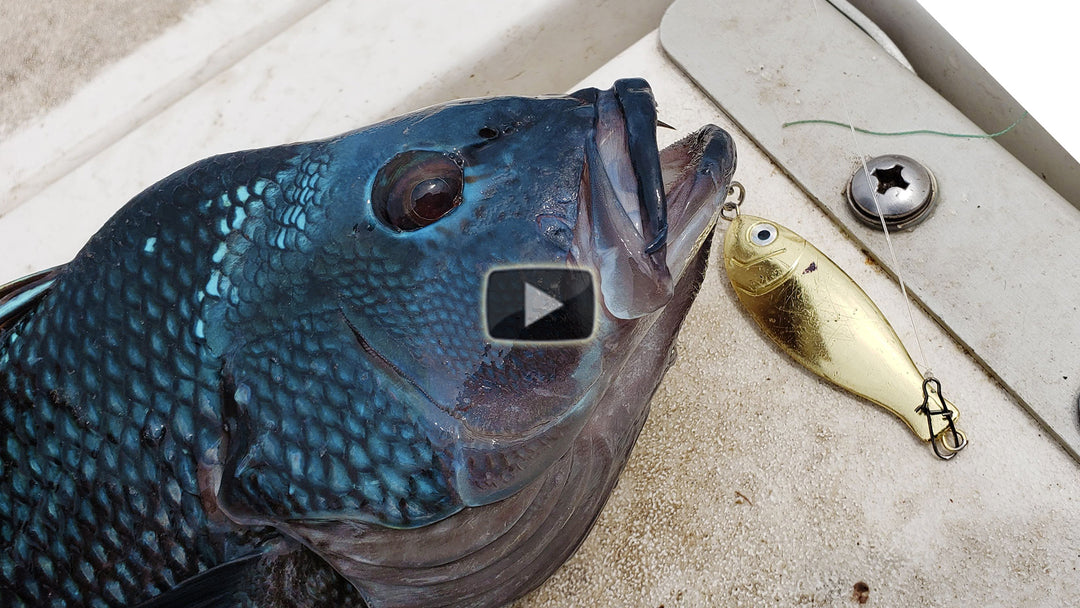 Peanut Bunker Sea Bass