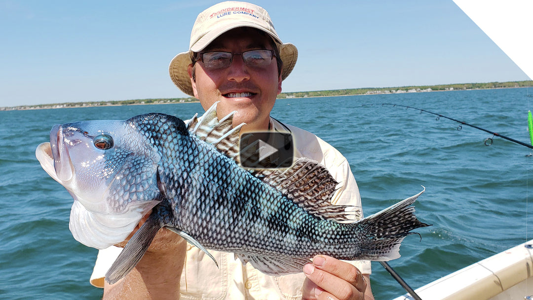 "Live" and uncut sea bass fishing