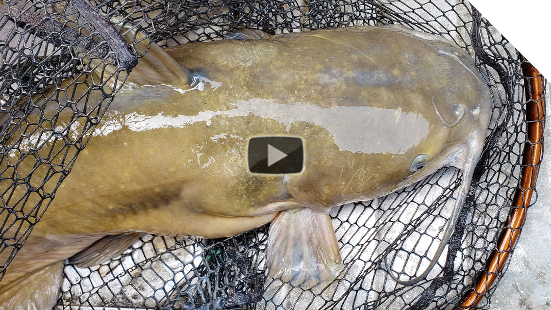 Springtime Catfish on the Bite! (using the unique zip-line sinker-slides)