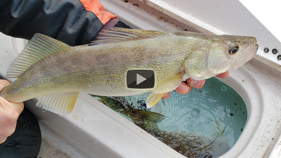 Walleye Jigging and Walleye Fishing Rod Tips