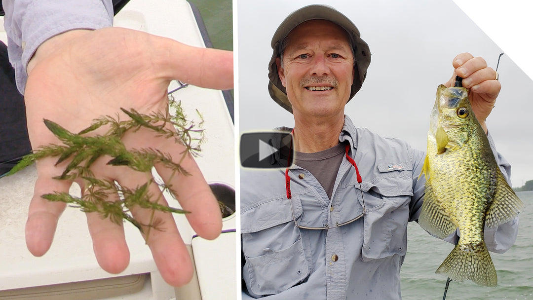 Tips for Fishing the Weeds - Tips for Pike, Bass, and Crappie