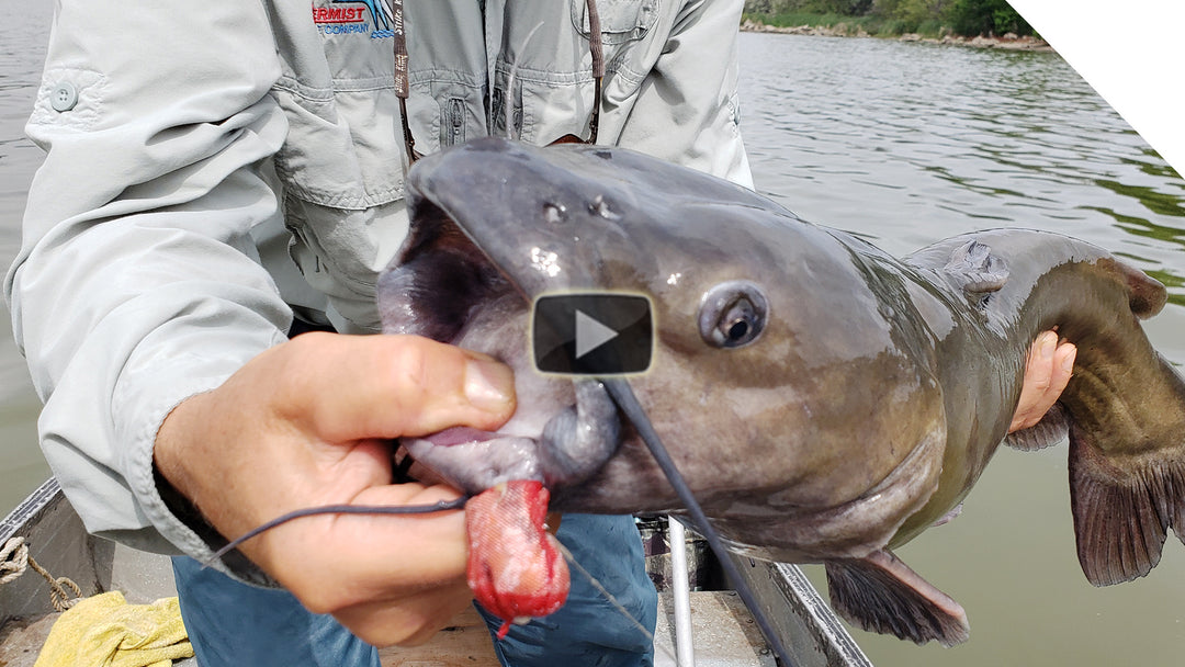 Catching summertime catfish