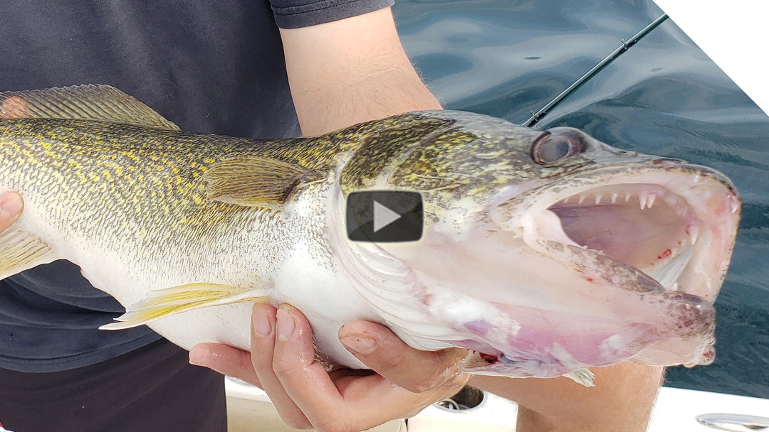 Bottom Bounce Walleye on Nightcrawlers