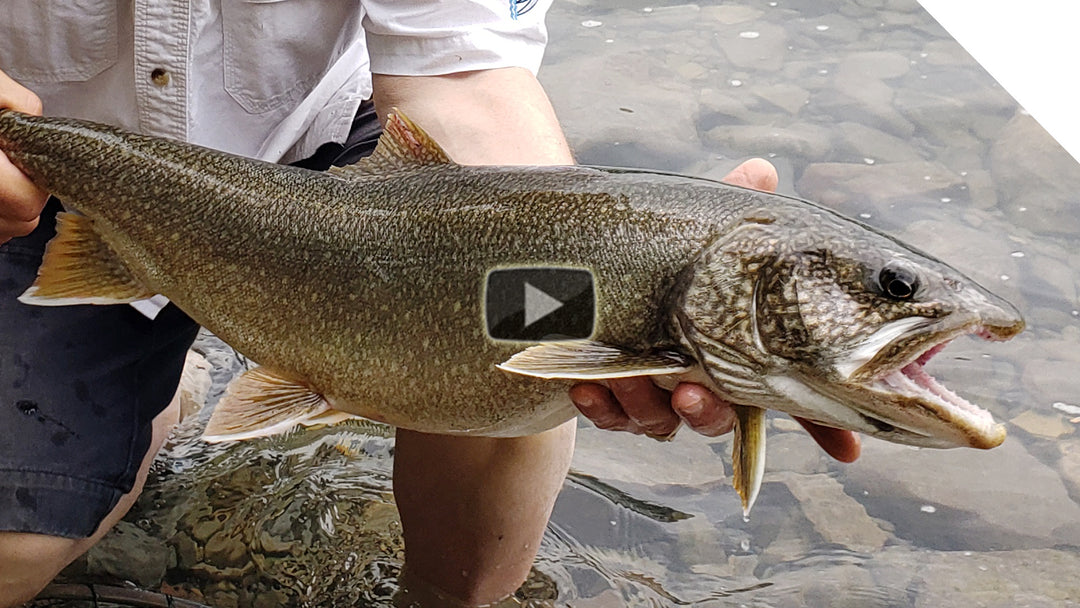 Shoreline Laketrout - casting for lake trout