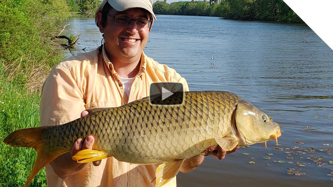 Shore Fishing for Carp - with bonus catfish!