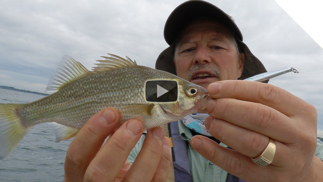 White Perch & Sheephead on the jig