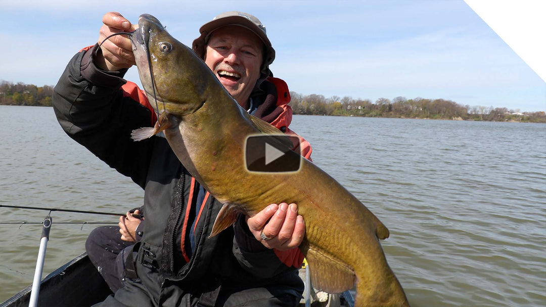 BIG FIGHT Big Channel Catfish