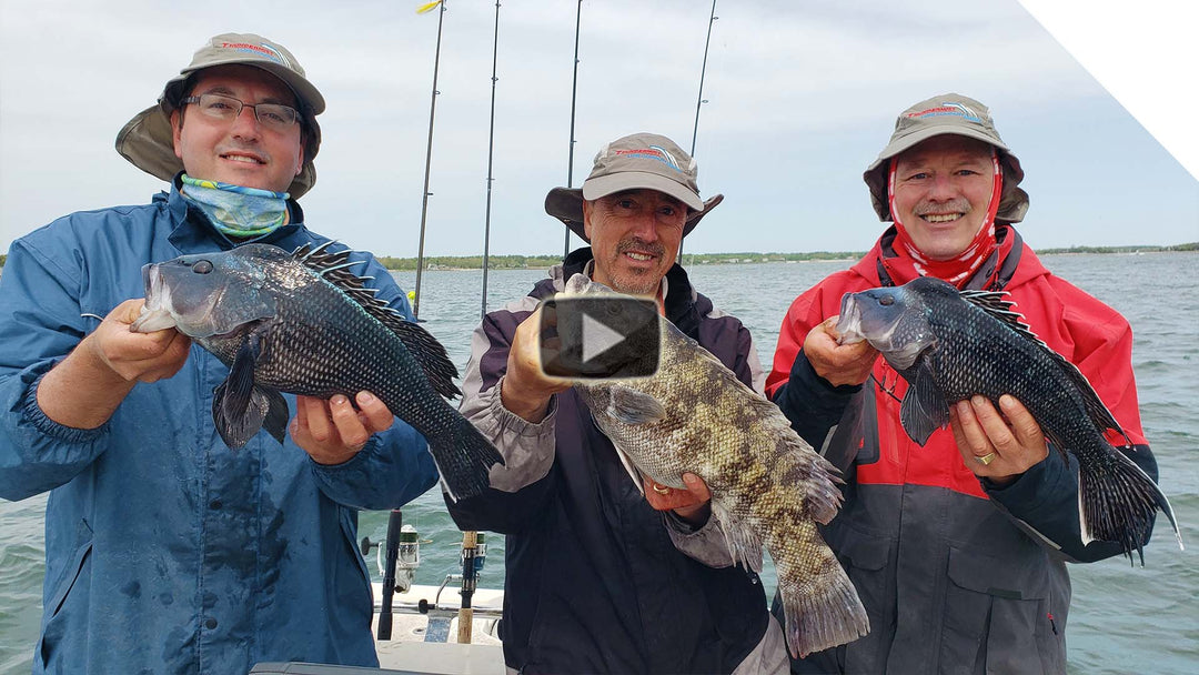 "Teasing" Sea Bass, Scup, and a bonus Tautog