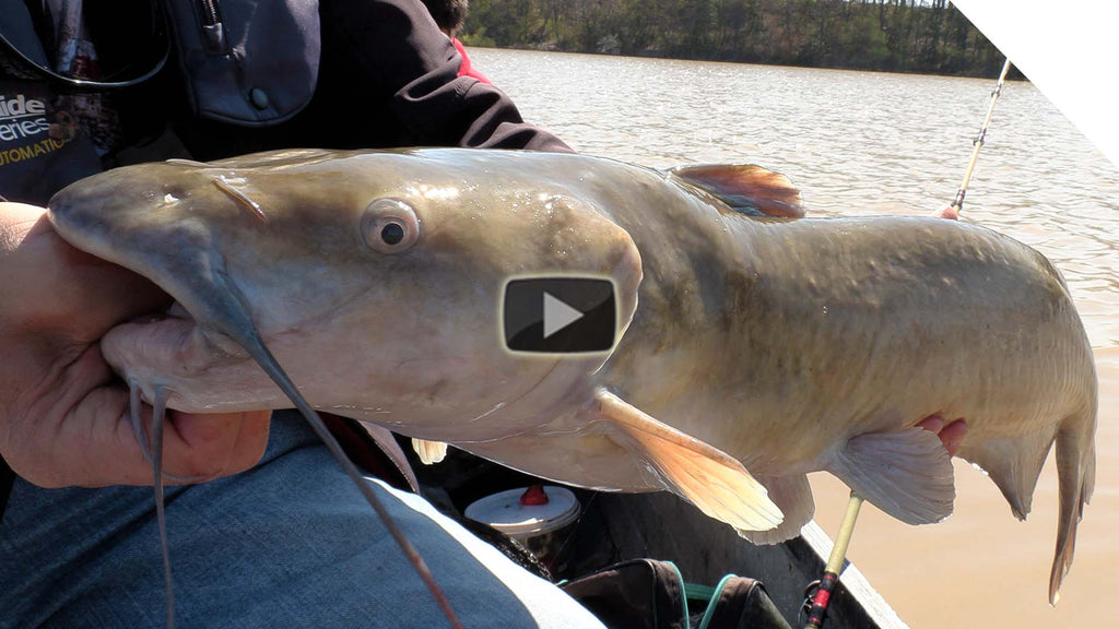 Catching channel catfish using bait pocket rigs