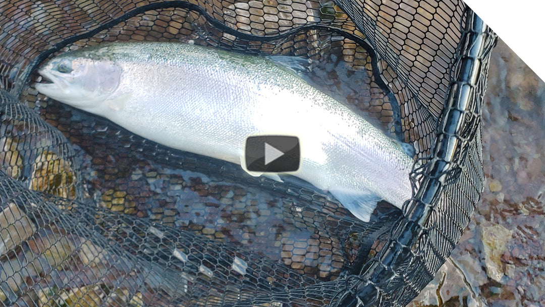 Shore fishing for steelhead