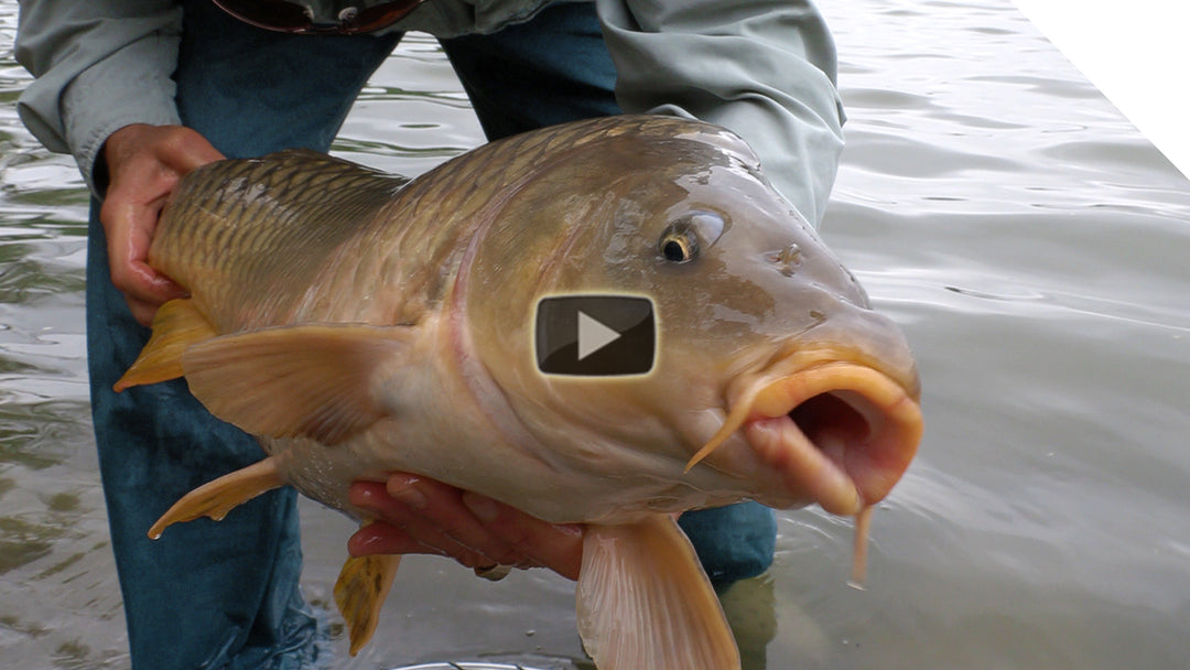 Carp fishing from shore using corn