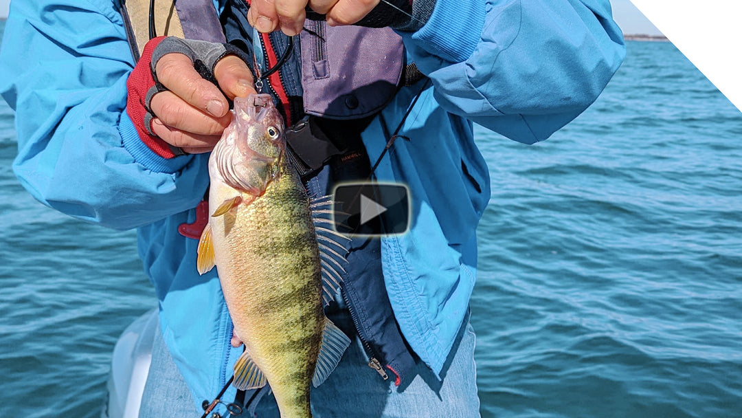 Peanut Bunker Perch! Peach jigging tips