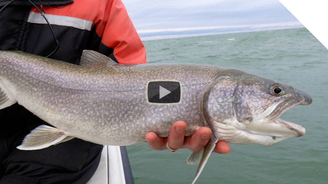 Windy water lake trout