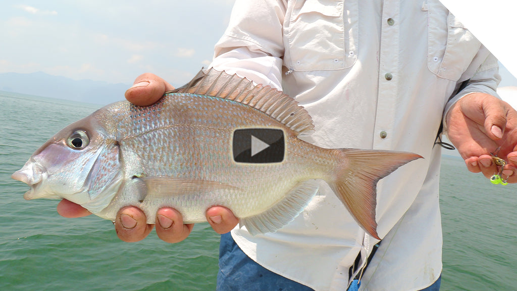 How to catch Porgy (Scup) with artificial bait