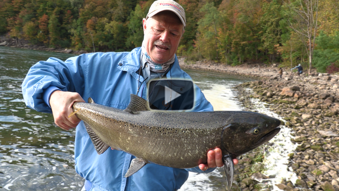 Stingeye Spinner and Shoreline Salmon