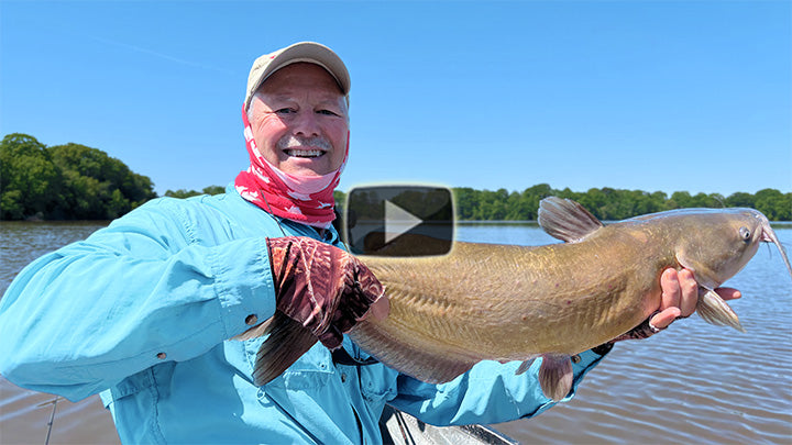 Strong Channel Catfish on the bite
