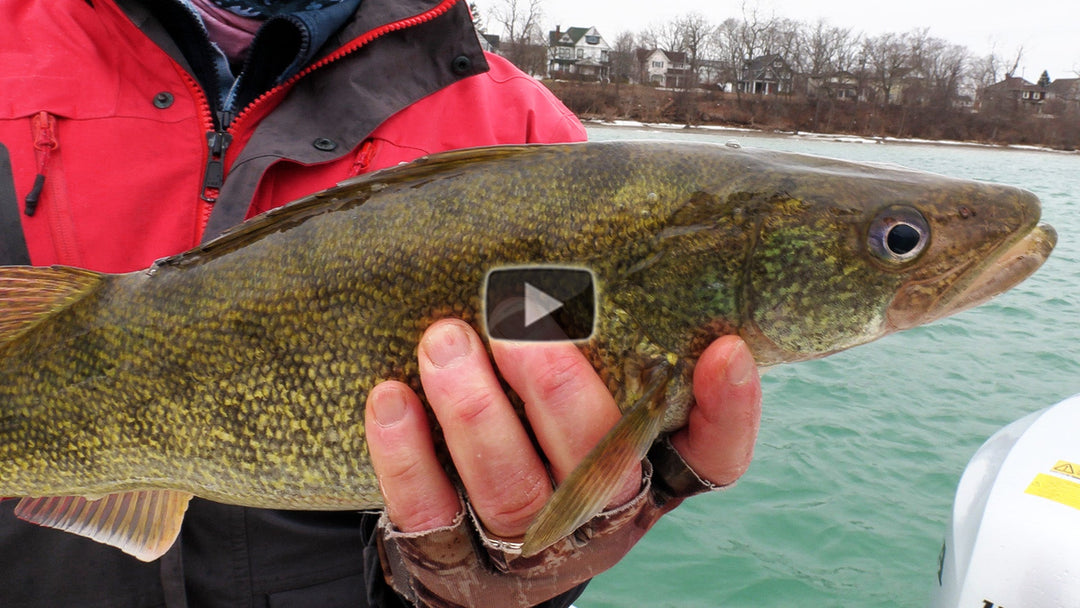 Using swim baits for Walleye
