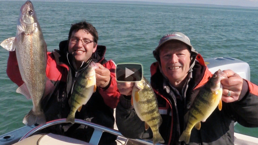 Perch Fishing with live minnows and T-Turn Bait Rigs