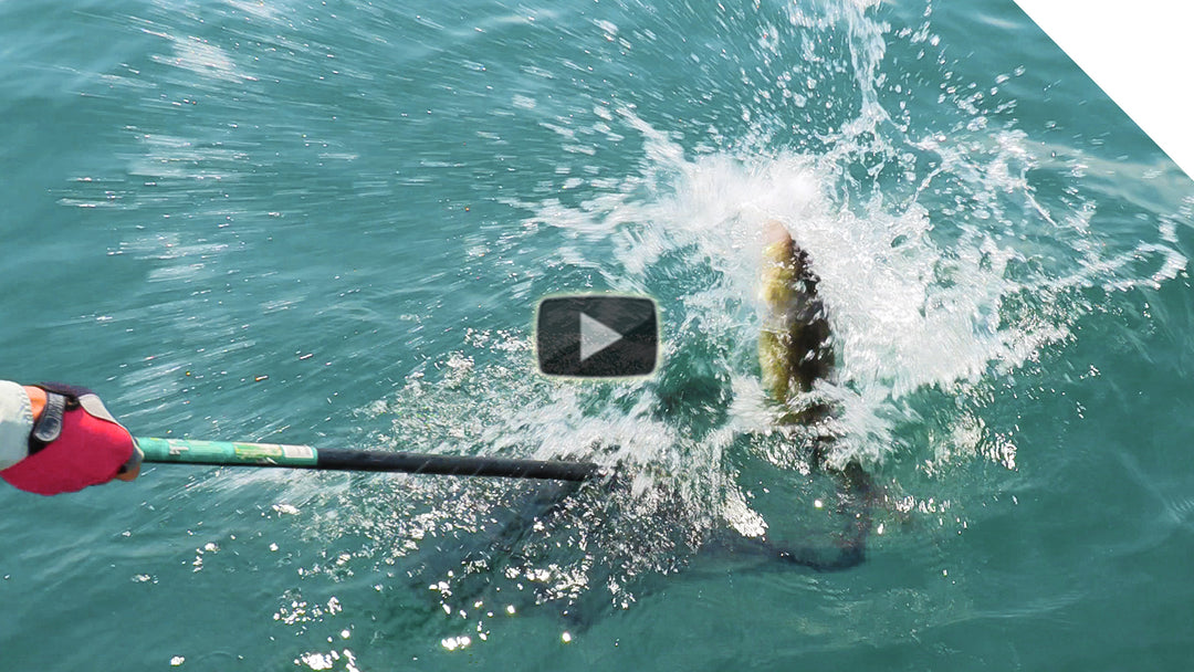 The walleye that got away